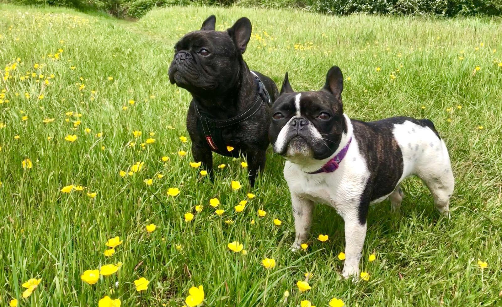 Happy Dogs in grass